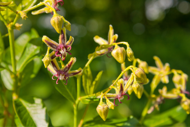 Close-up of wild Epimedium flowers with green buds and purple star-shaped blossoms in sunlight.