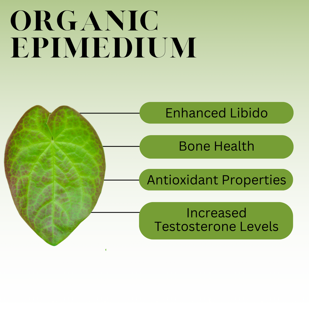 Infographic titled ‘Organic Epimedium’ showing a green heart-shaped epimedium leaf on a light green background, with labeled benefits including enhanced libido, bone health, antioxidant properties, and increased testosterone levels.