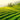 Sunlit green tea plantation with neatly lined rows of tea bushes stretching across rolling hills and trees in the background.