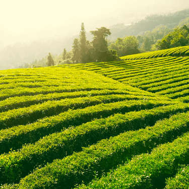 Sunlit green tea fields on rolling hills with trees and mountains in the background under a hazy golden sky.