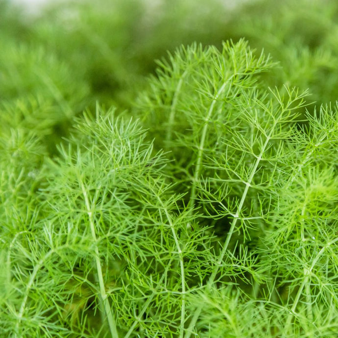 Close-up of green fennel plant with a blurred green background