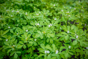 Close-up of fenugreek plants with small white flowers and lush green leaves growing in a field.