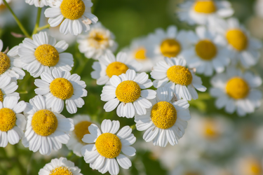 Close-up of blooming feverfew flowers with white petals and bright yellow centers in a garden setting.