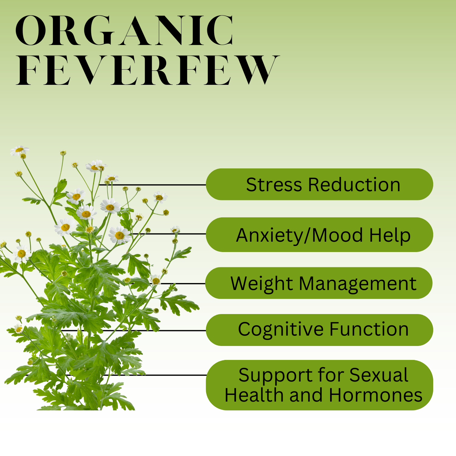 What Is Feverfew What Is Feverfew