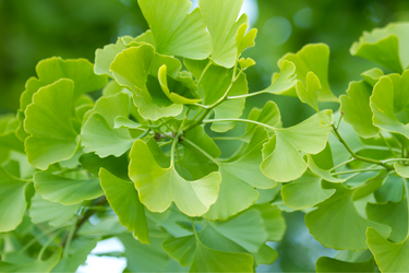 Close-up of bright green ginkgo biloba leaves with a fan-like shape, illuminated by sunlight against a soft green background.