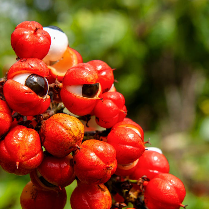 Close-up of a cluster of guarana fruit with a blurred green background
