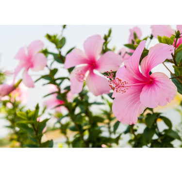 Close up image of Hibiscus flowers with a blurred background. 