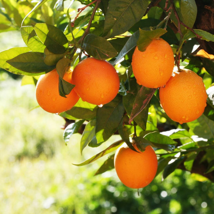 Oranges hanging from a tree with green leaves