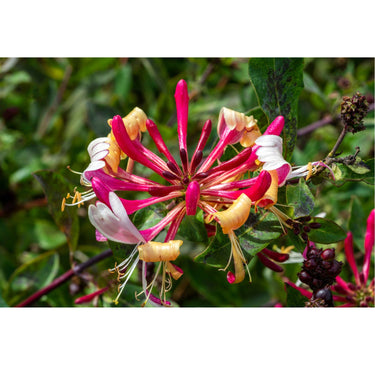 A close up image of a honeybush plant's flower. 