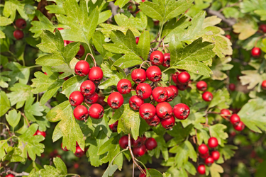 Cluster of ripe red hawthorn berries growing among green leaves on a branch in natural sunlight.