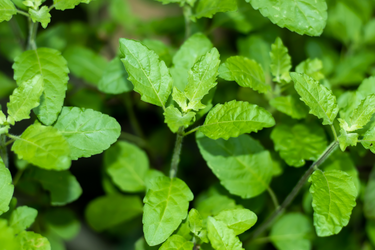 Close-up of fresh holy basil leaves with vibrant green color and detailed texture.