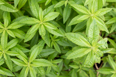 Close-up of fresh green lemon verbena leaves with pointed shapes and textured surfaces.