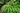 Close-up of cardamom plant with broad green leaves growing in a lush tropical garden.