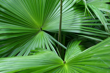 Close-up of vibrant green Saw Palmetto fan-shaped leaves showing natural texture and pattern.