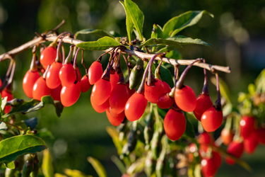 Close-up of ripe red goji berries hanging in clusters from a branch with green leaves, illuminated by sunlight against a blurred natural background.