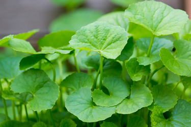Close-up of fresh Gotu Kola (Centella asiatica) leaves with round, bright green foliage and distinct veining, growing densely in natural light.