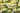 Close-up of blooming chamomile flowers with white petals and bright yellow centers in a green field.