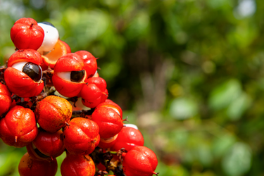 Close-up of ripe Guarana fruit clusters with bright red shells split open to reveal glossy black seeds surrounded by white pulp, growing on a branch against a blurred green background.