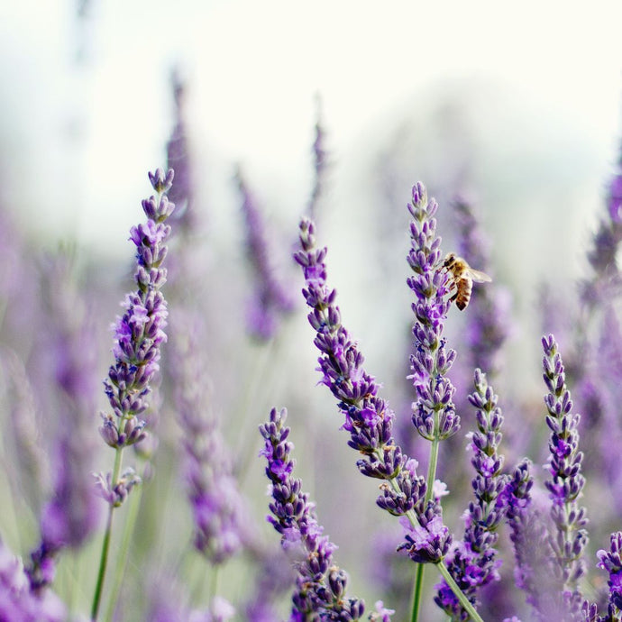 Lavender flowers with a bee in a field