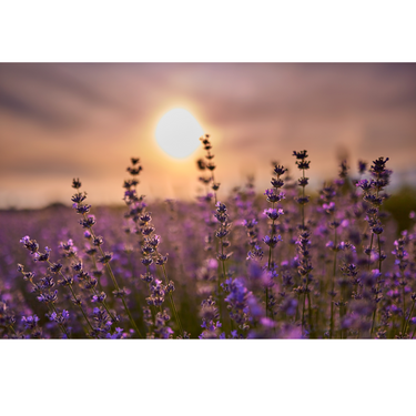 A close up image of a lavender field with the sun in the background. 