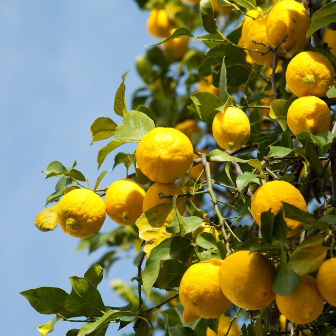 Yellow lemons hanging from a tree with a clear blue sky background