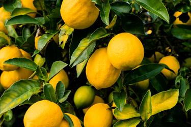 Close-up of ripe yellow lemons growing on a tree with green leaves in sunlight.