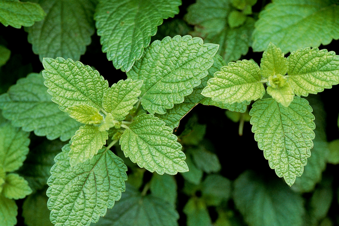 Close-up of green lemon balm leaves with a blurred background.