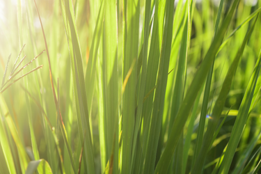 A close-up of the blades of lemongrass with rays of sunlight cascading between them.