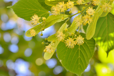 Close-up of blooming linden tree branches with clusters of small yellow flowers and heart-shaped green leaves in sunlight.