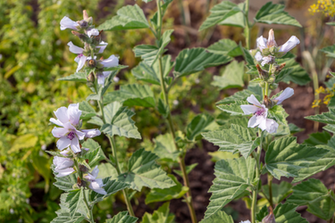 Marshmallow plant with soft green leaves and delicate pale pink flowers blooming in a garden setting.