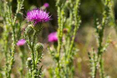 Milk thistle plant with a bright purple flower and spiny green stems growing in a sunny meadow.