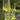 Photograph of mullein leaf