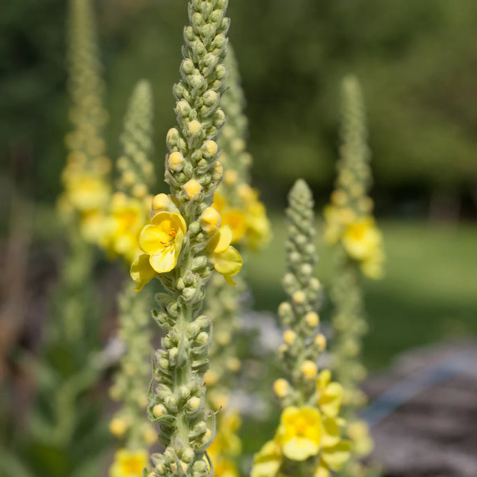 Photograph of mullein leaf