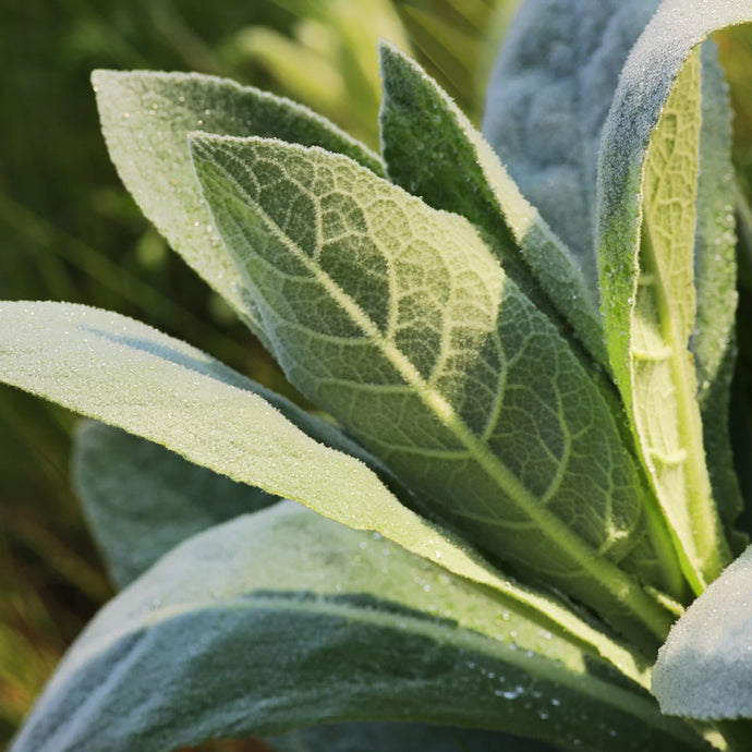 Photograph of mullein leaf