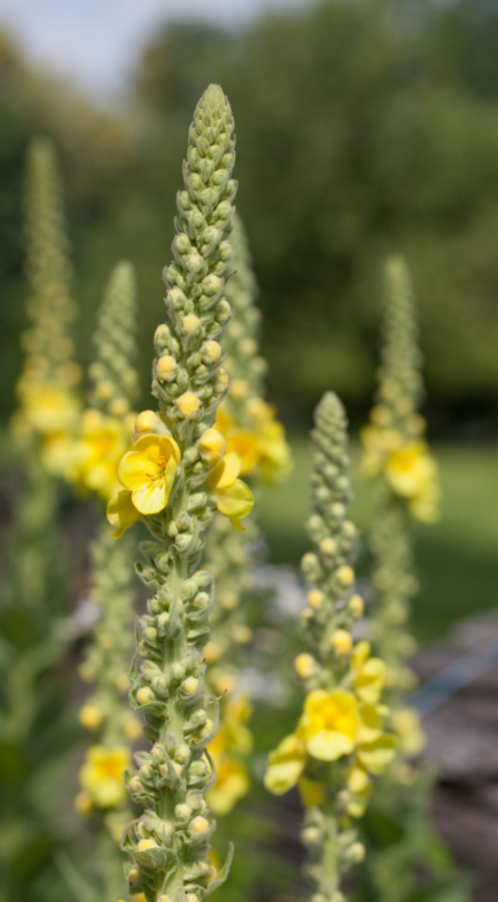 mullein plant