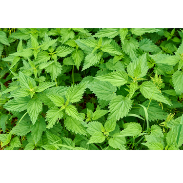 A close up picture of nettle leaves on the plant 