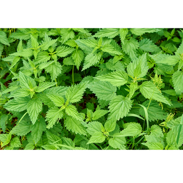 nettle pic 2.png__PID:c45528b9-fe14-4956-ad0f-e112bccfaa8a