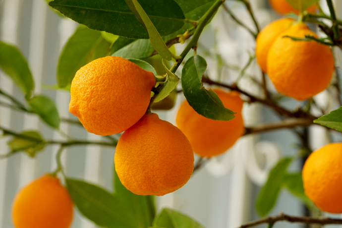 Oranges hanging from a tree with a blurred background
