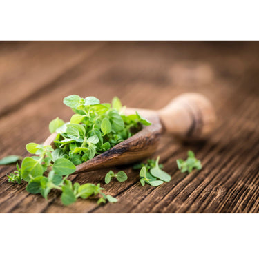 Oregano herbs inside a mini shovel on a wooden surface. 