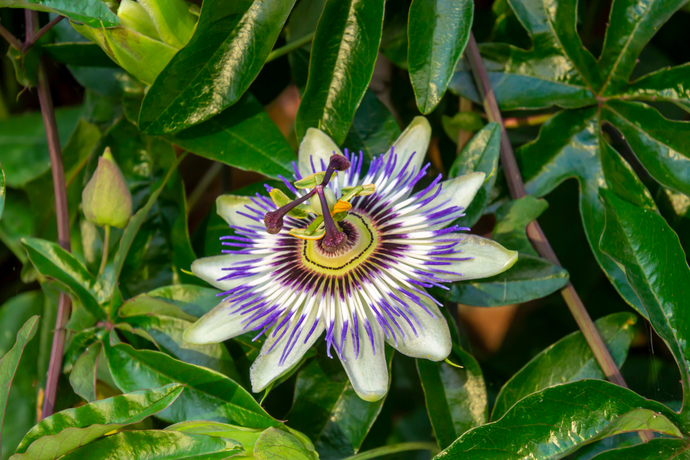 Passion flower surrounded by green leaves
