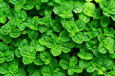 A close-up of peppermint leaves.