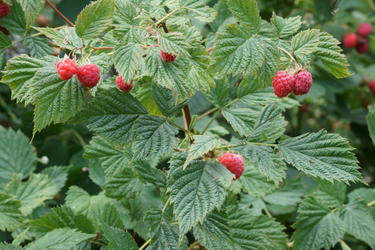 Close-up of a raspberry bush with a few clusters of ripe berries visible between the leaves.