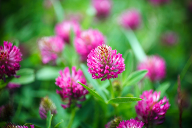 Close-up of blooming red clover flowers with vibrant pink-purple petals and green leaves in a field.