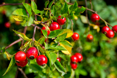 Bright red rosehips growing on a green leafy branch in natural sunlight.