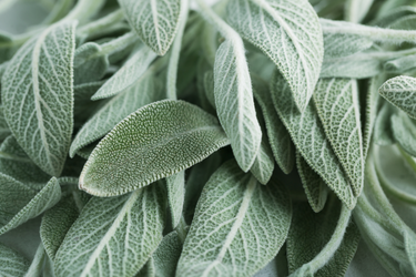 A close-up of sage leaves.