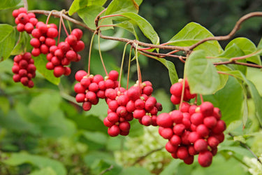 A close-up of several bundles of schisandra berries dangling from a branch.
