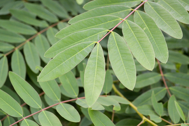 Close-up of senna plant leaves showing elongated green leaflets on reddish stems.