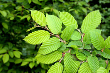 Close-up of bright green Slippery Elm tree leaves with serrated edges and distinct veins, growing on thin branches against a blurred leafy background.