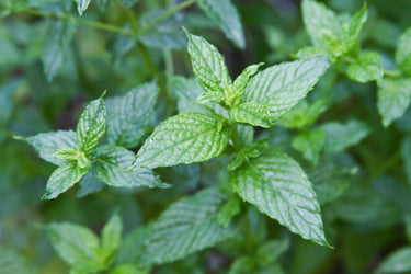 Close-up of fresh spearmint leaves with vibrant green color and textured surfaces, growing densely in natural light.