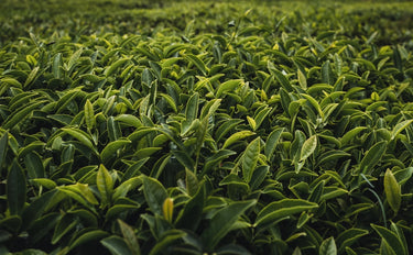 Close-up view of lush green tea leaves growing in a dense field, showing fresh young shoots ready for harvesting.